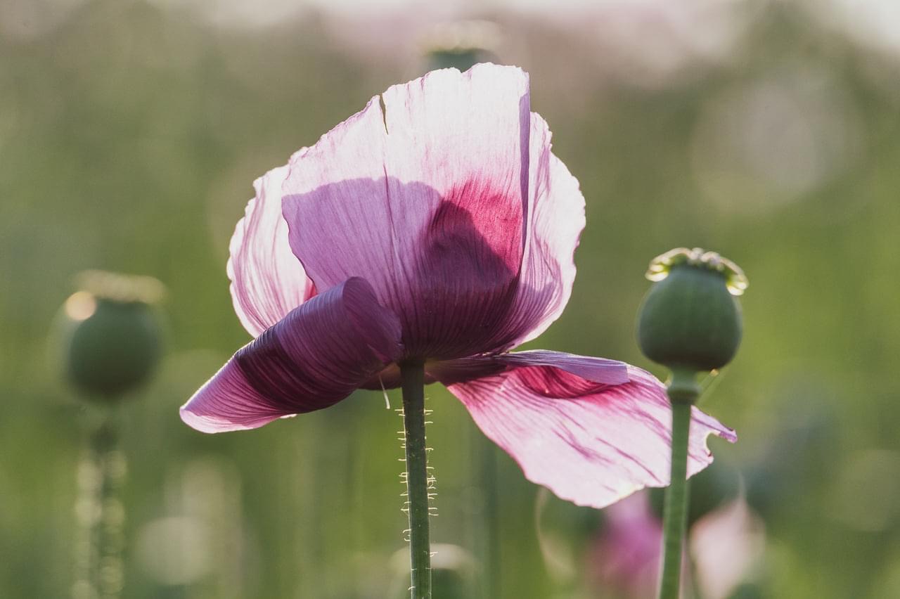 Mohn