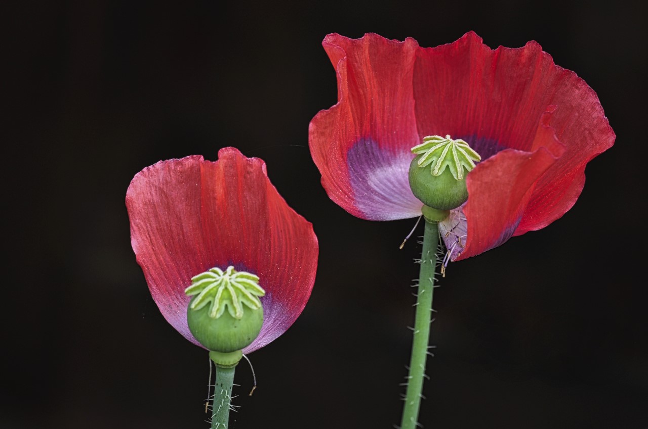 Mohn