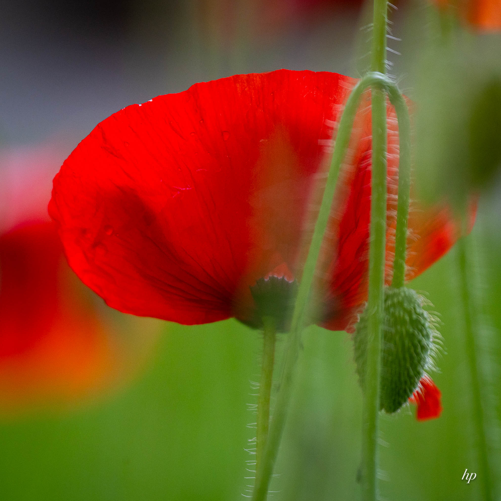Mohn