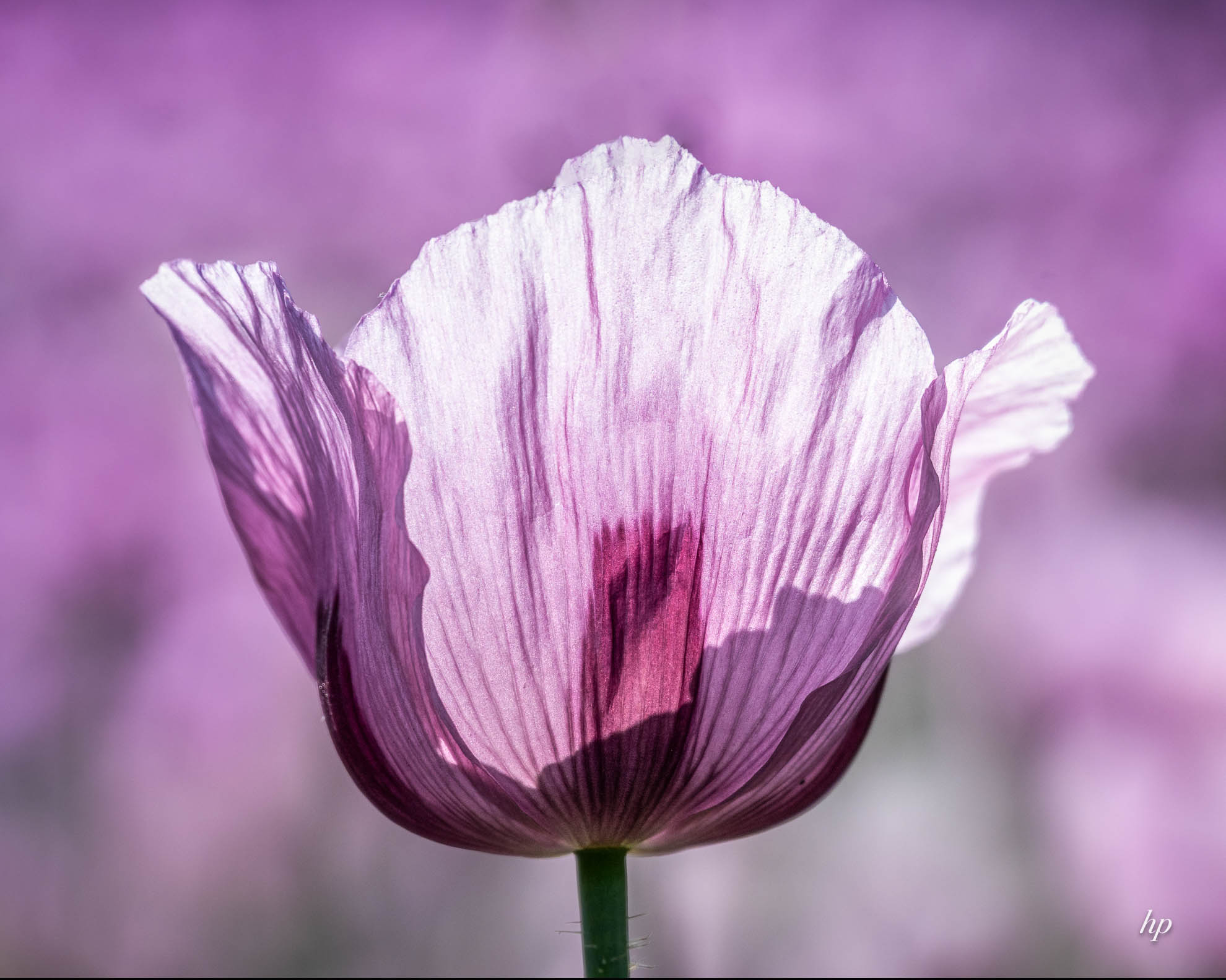 Mohn