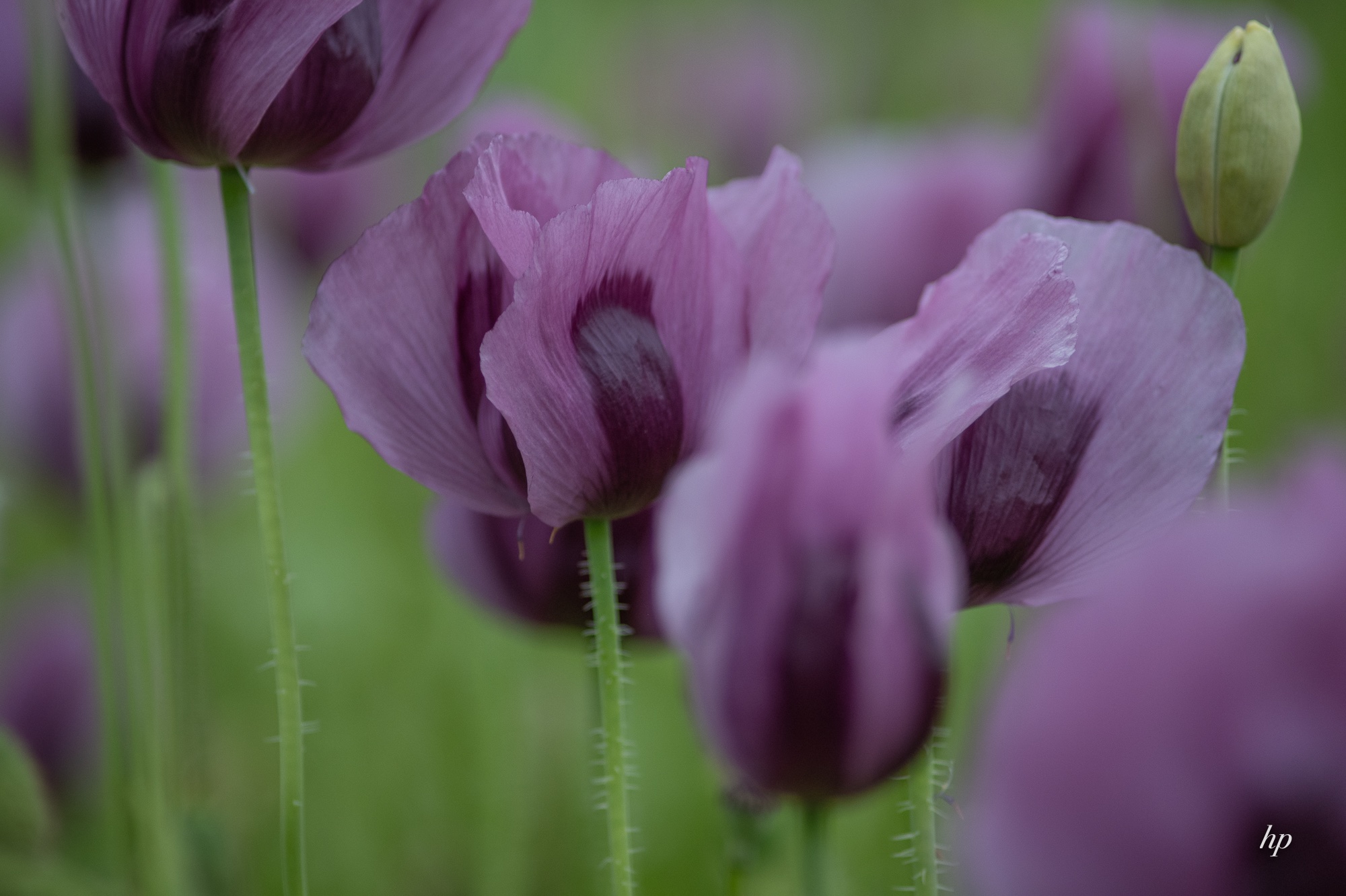 Mohn