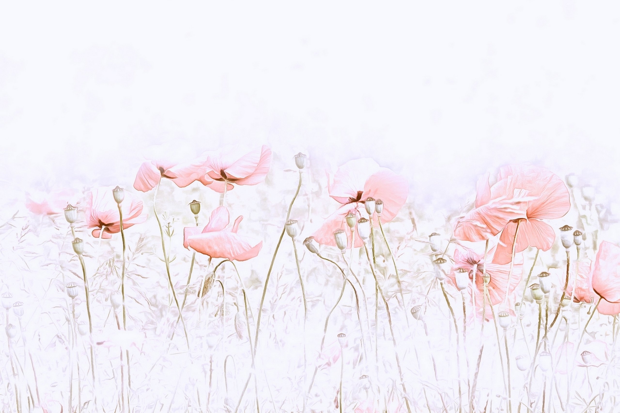 Mohn
