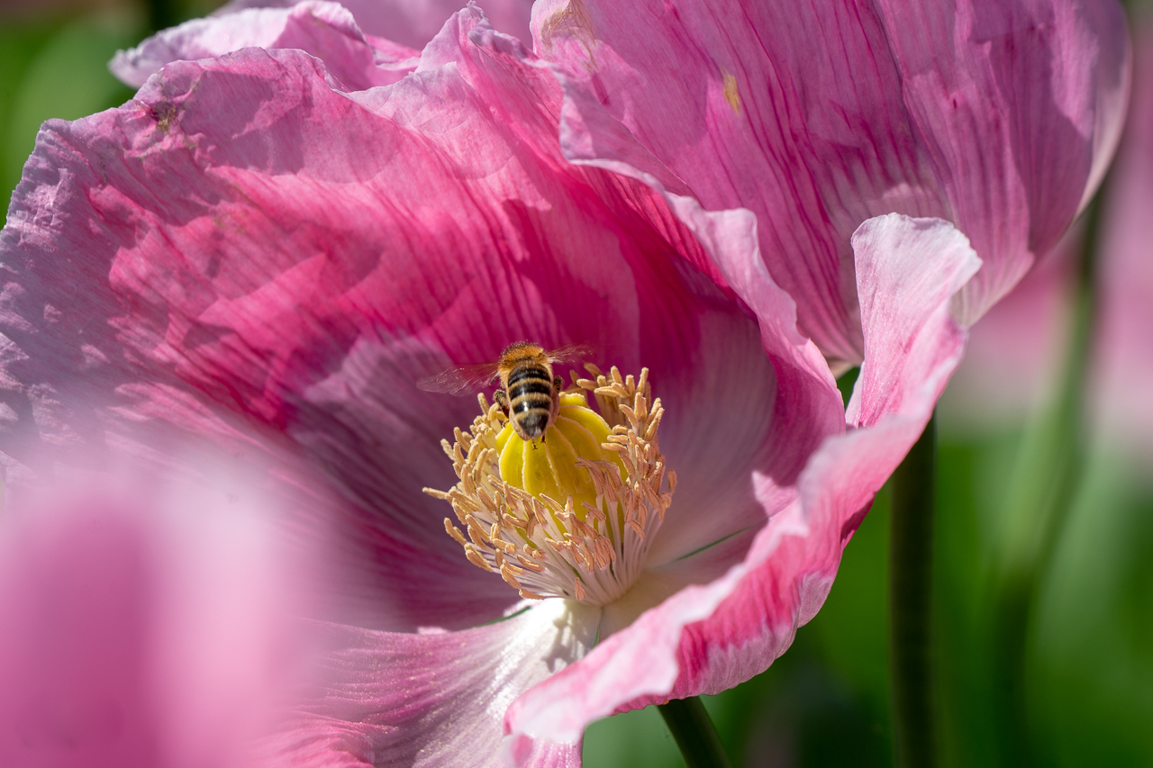 Mohnblüte mit Bienchen