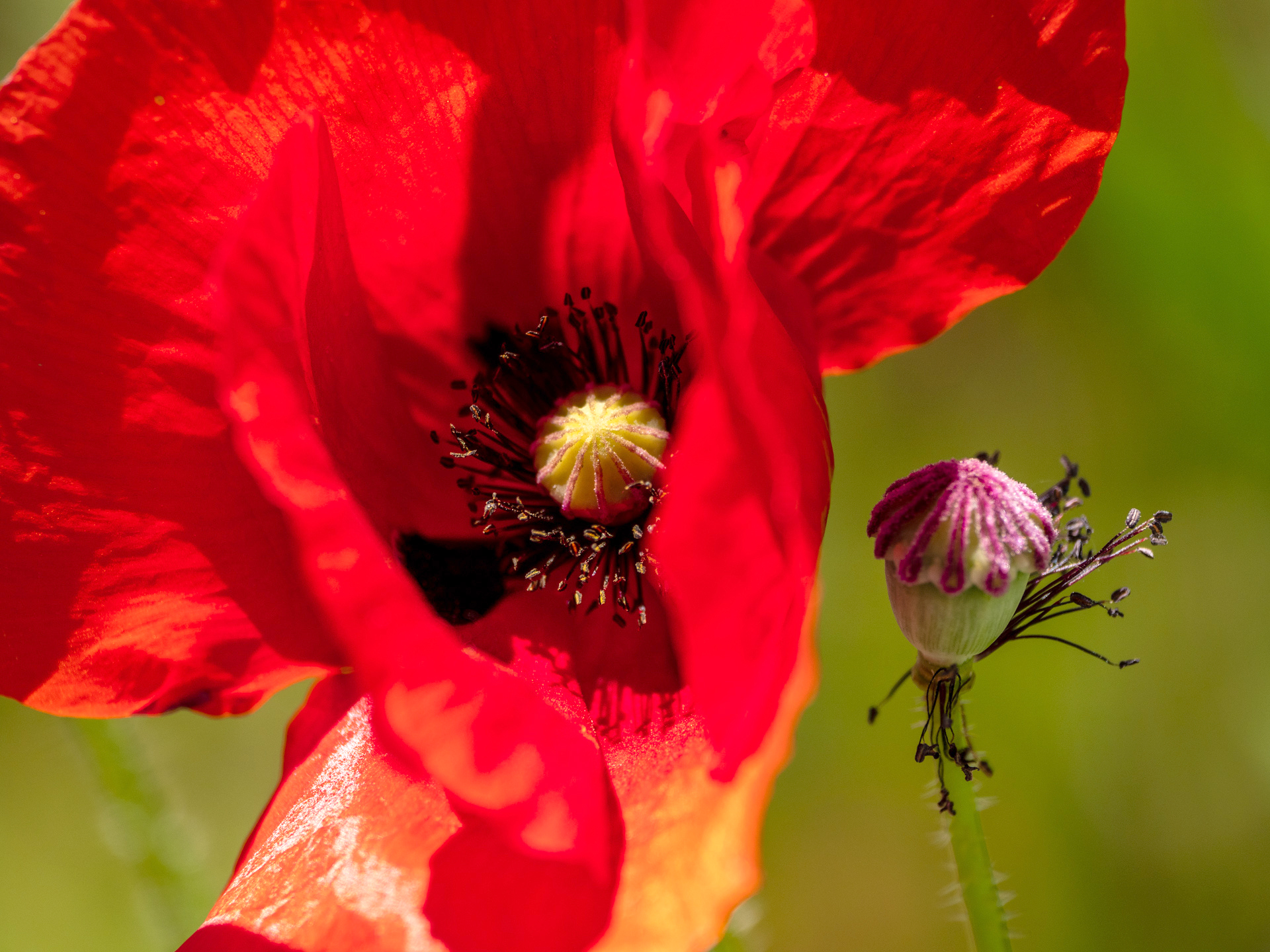 Mohnblume