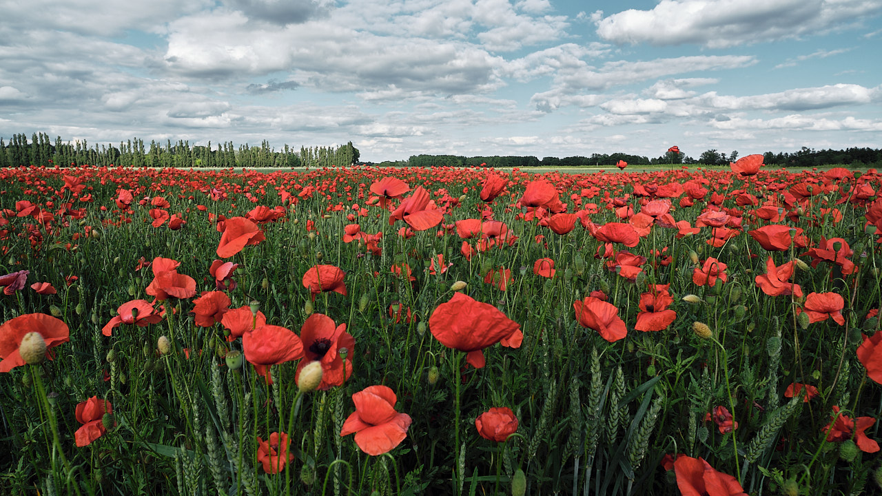 Mohnblumen