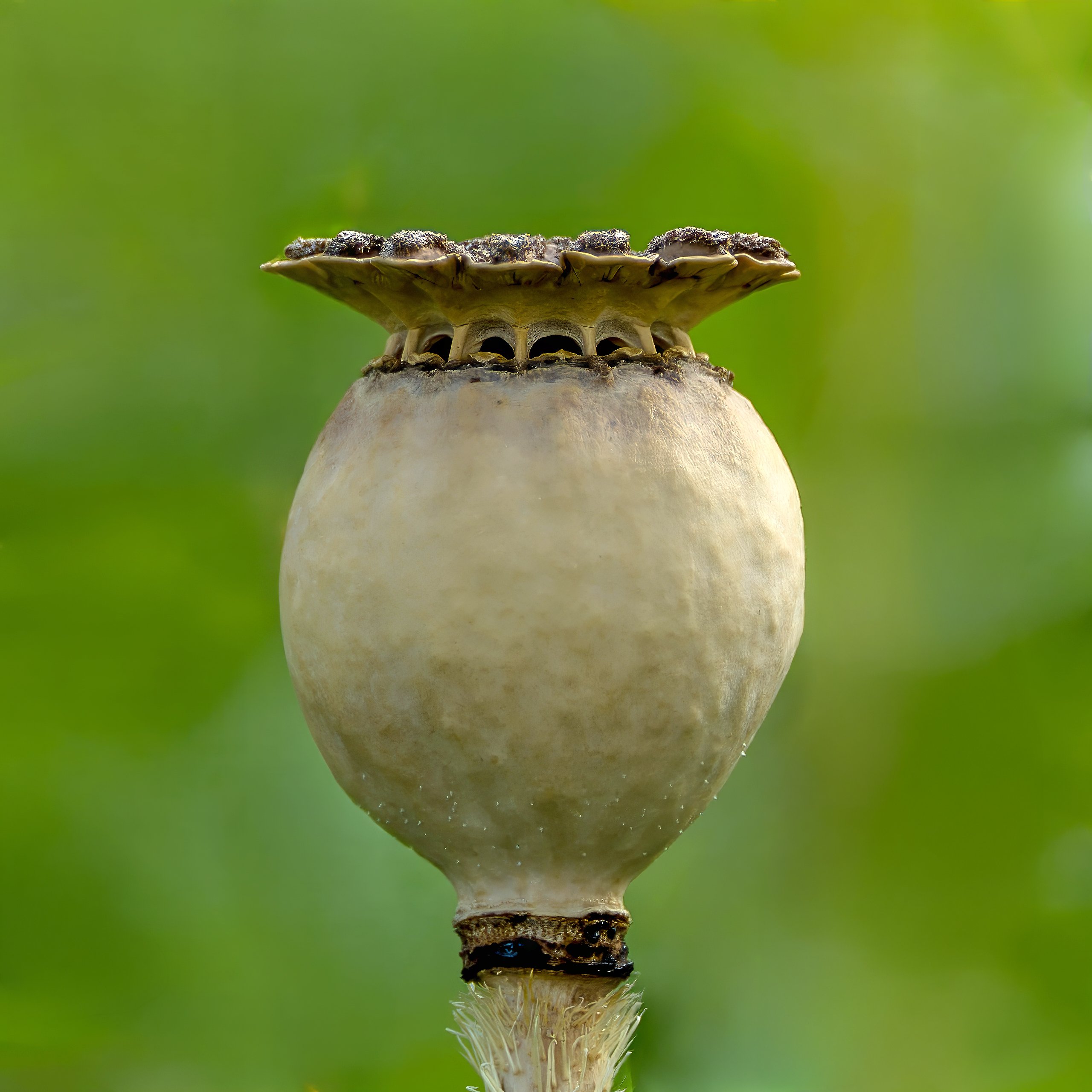 Mohnkapsel