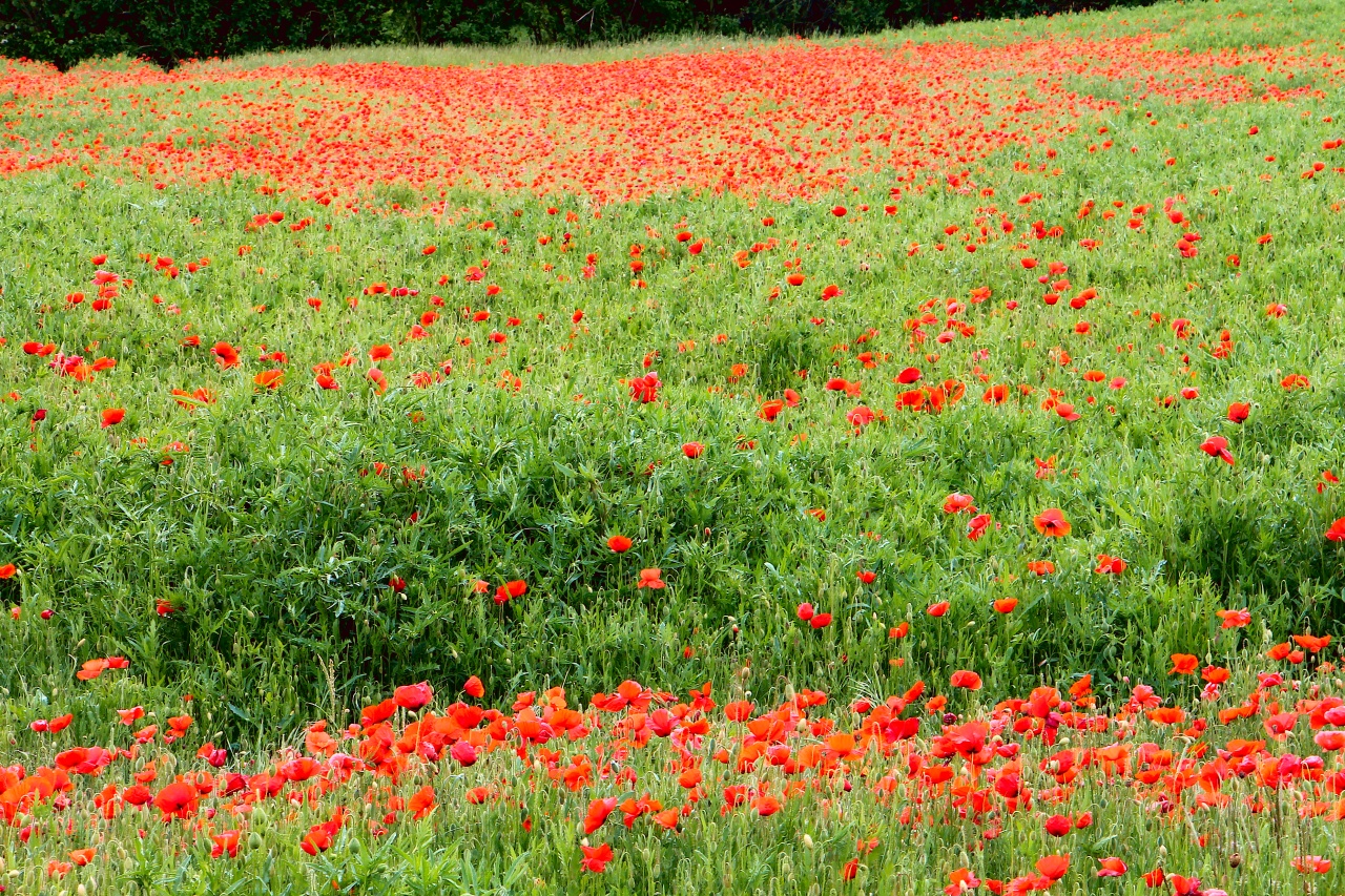 Mohnwiese zum Vergleich