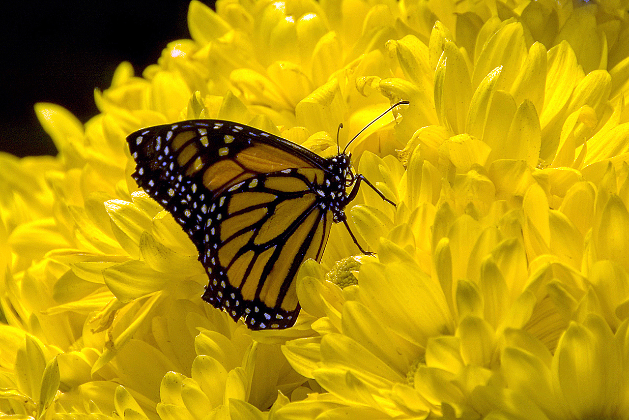 Monarch.jpg