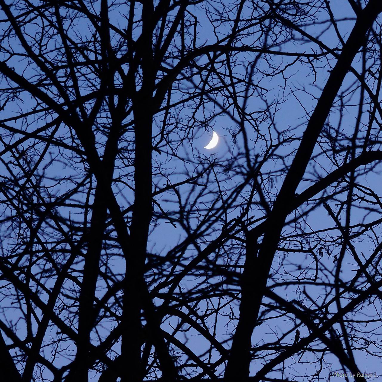 Mond_im_Geäst   -   heute bei Sonnenuntergang