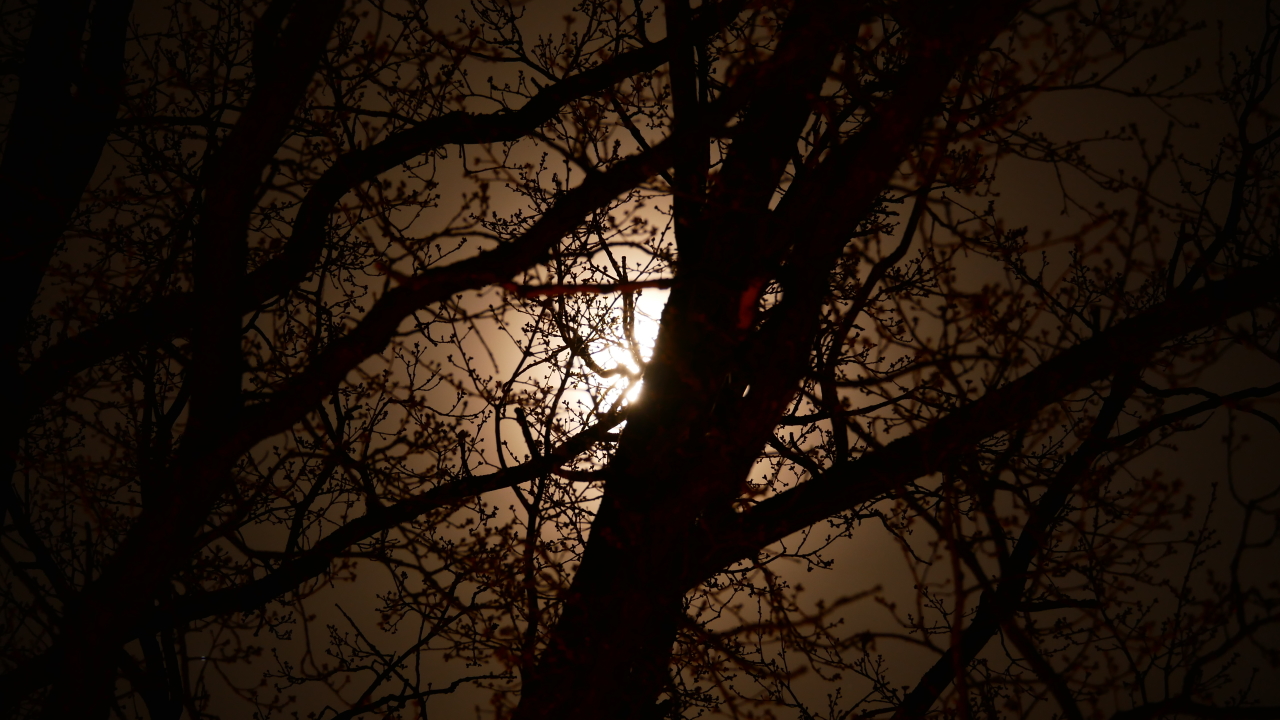 Moon behind tree