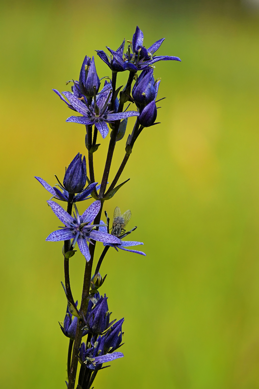 Moorenzian (Swertia perennis)