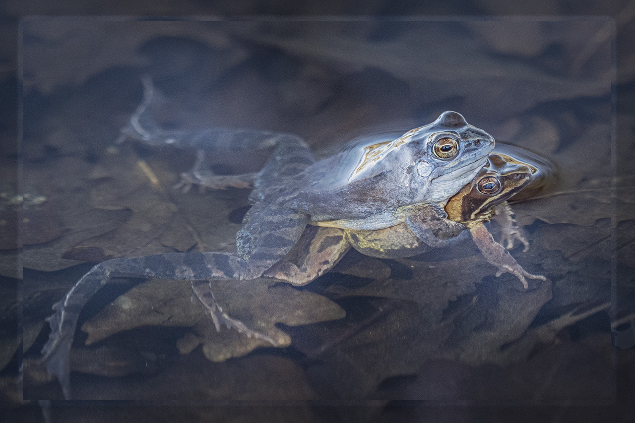 Moorfrosch (Rana arvalis)