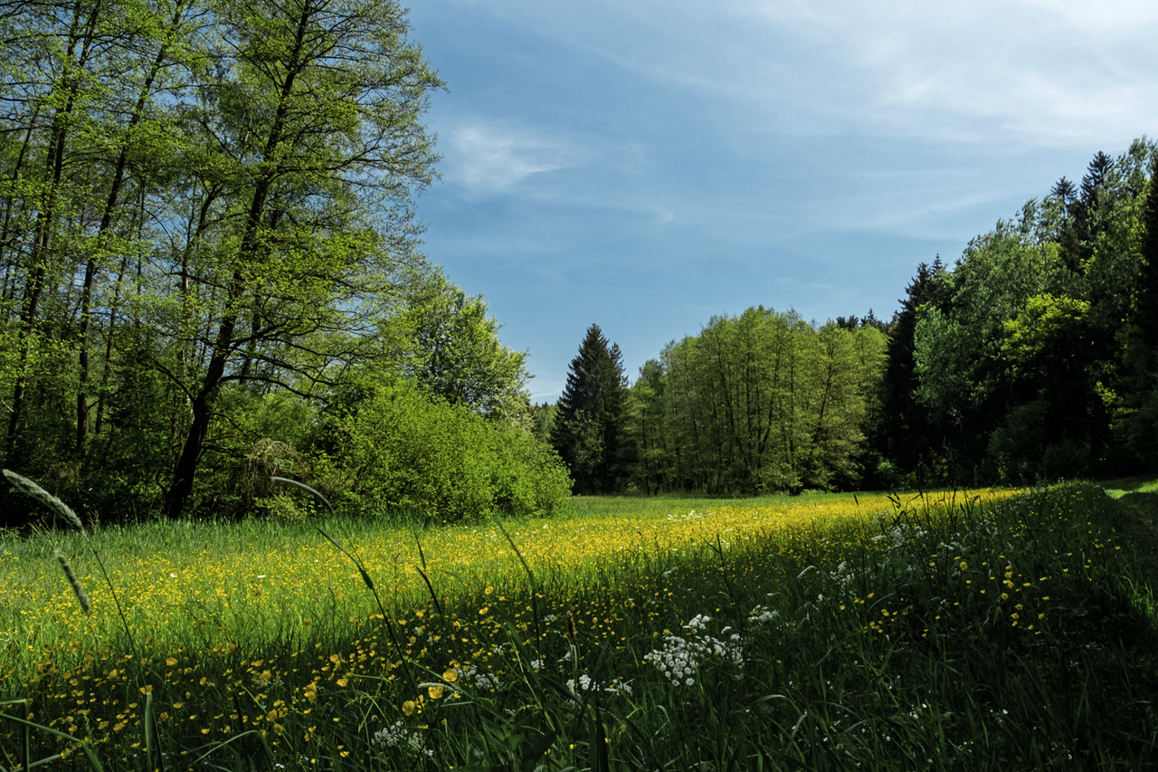 Moorlandschaft.jpg