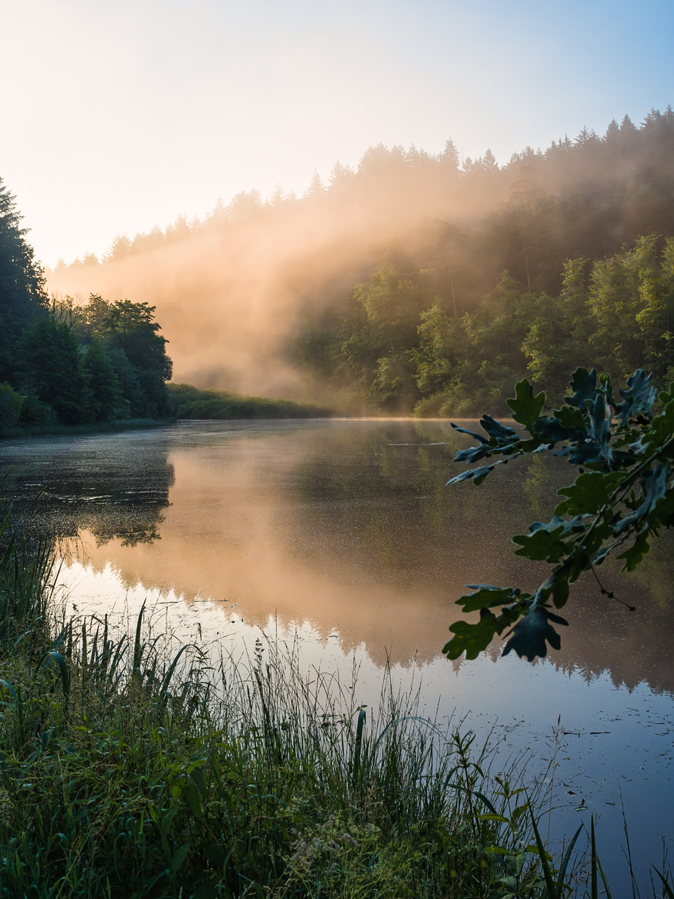 Morgens am Weiher