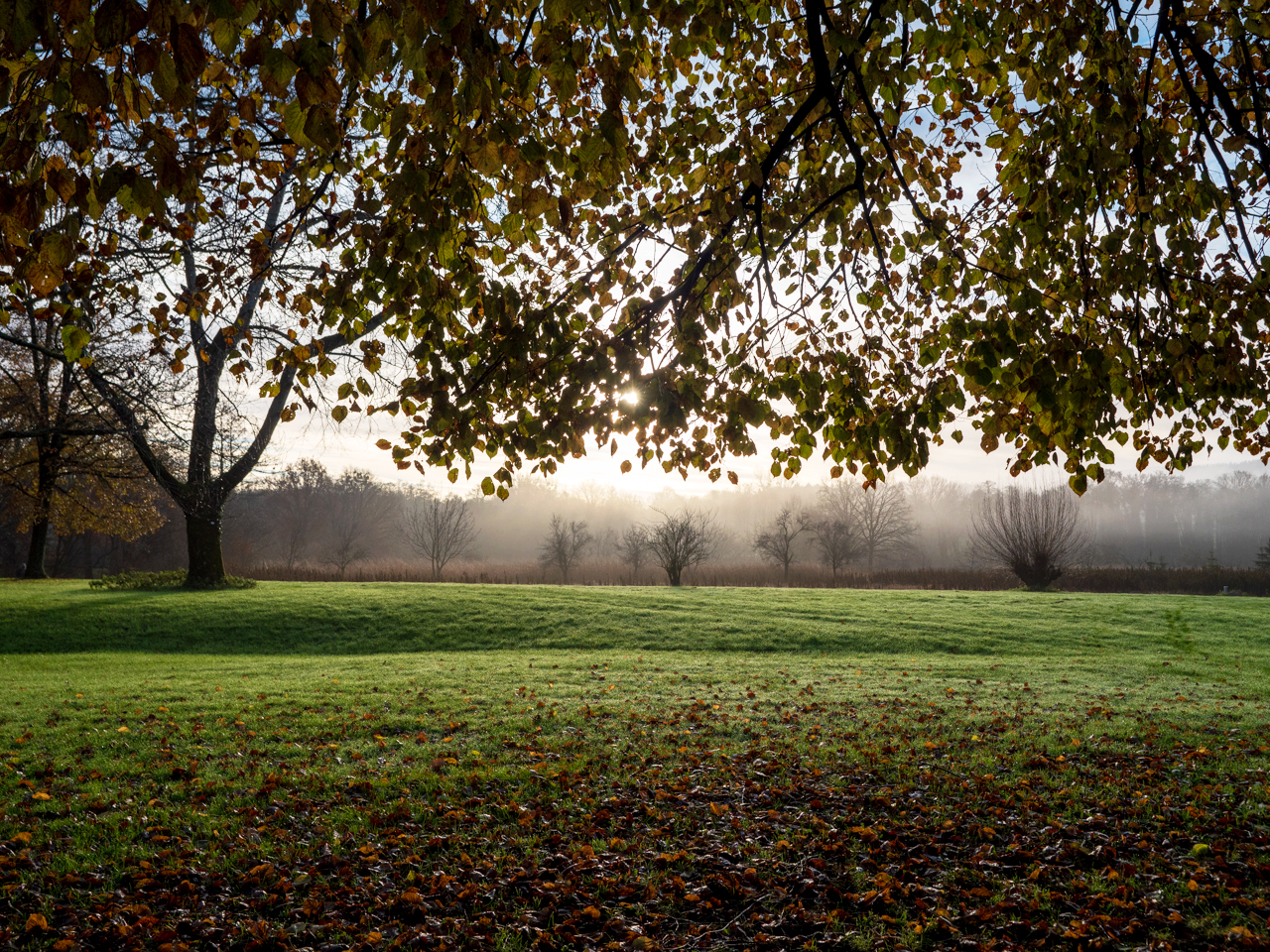 Morgens im Park