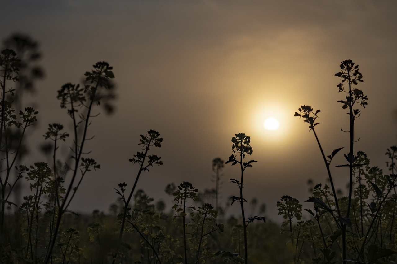 Morgens im Rapsfeld