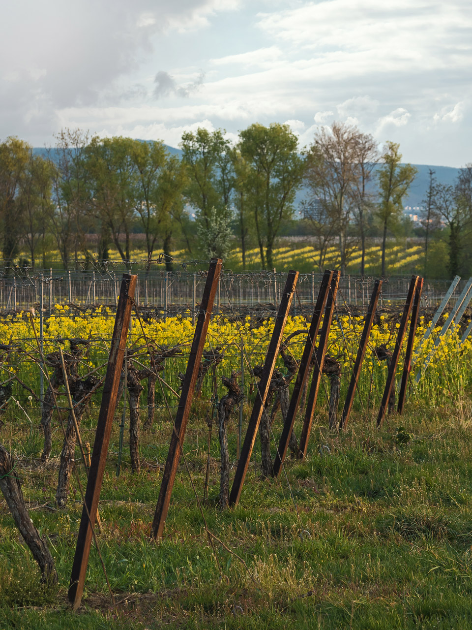 Morgens im Weinberg