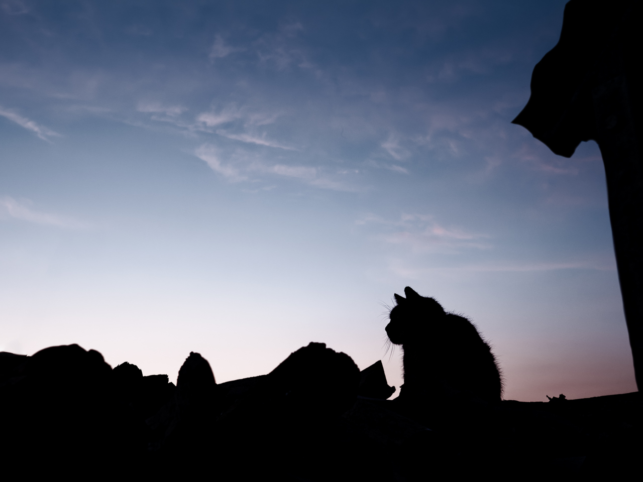 morgens sind alle Katzen schwarz(grau)