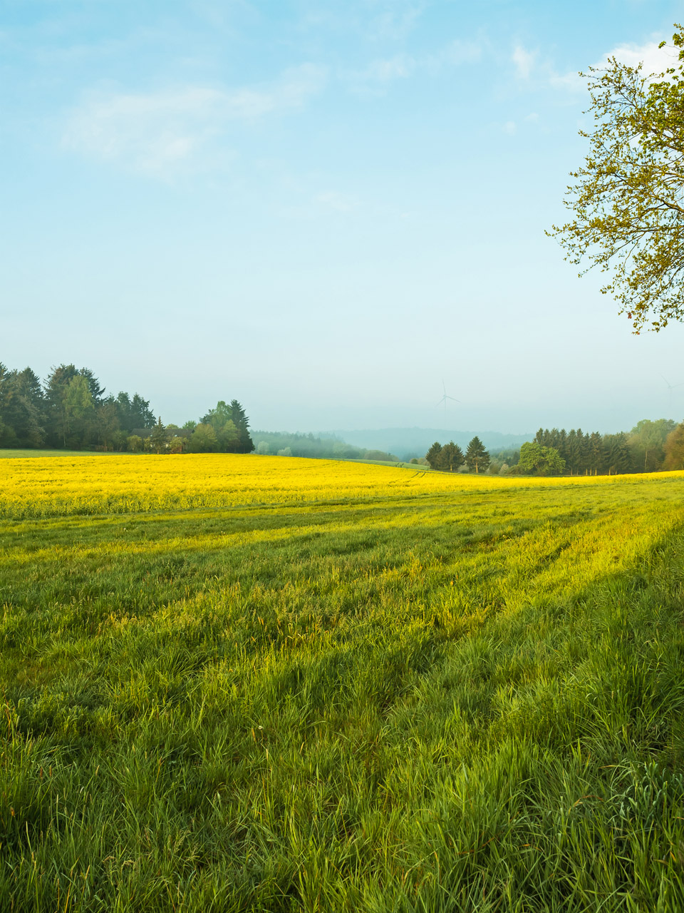 Morgenspaziergang