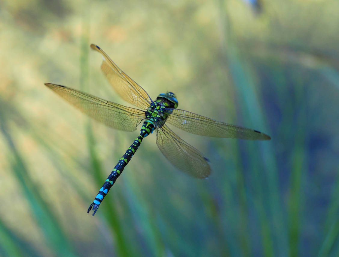 Mosaikjungfer (Aeshna cyanea)