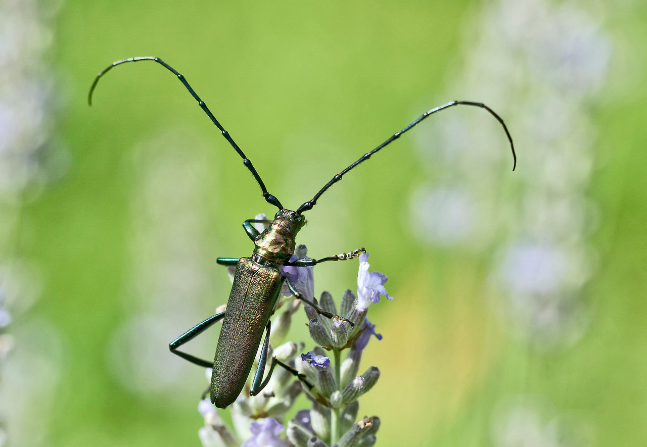 Moschusbock