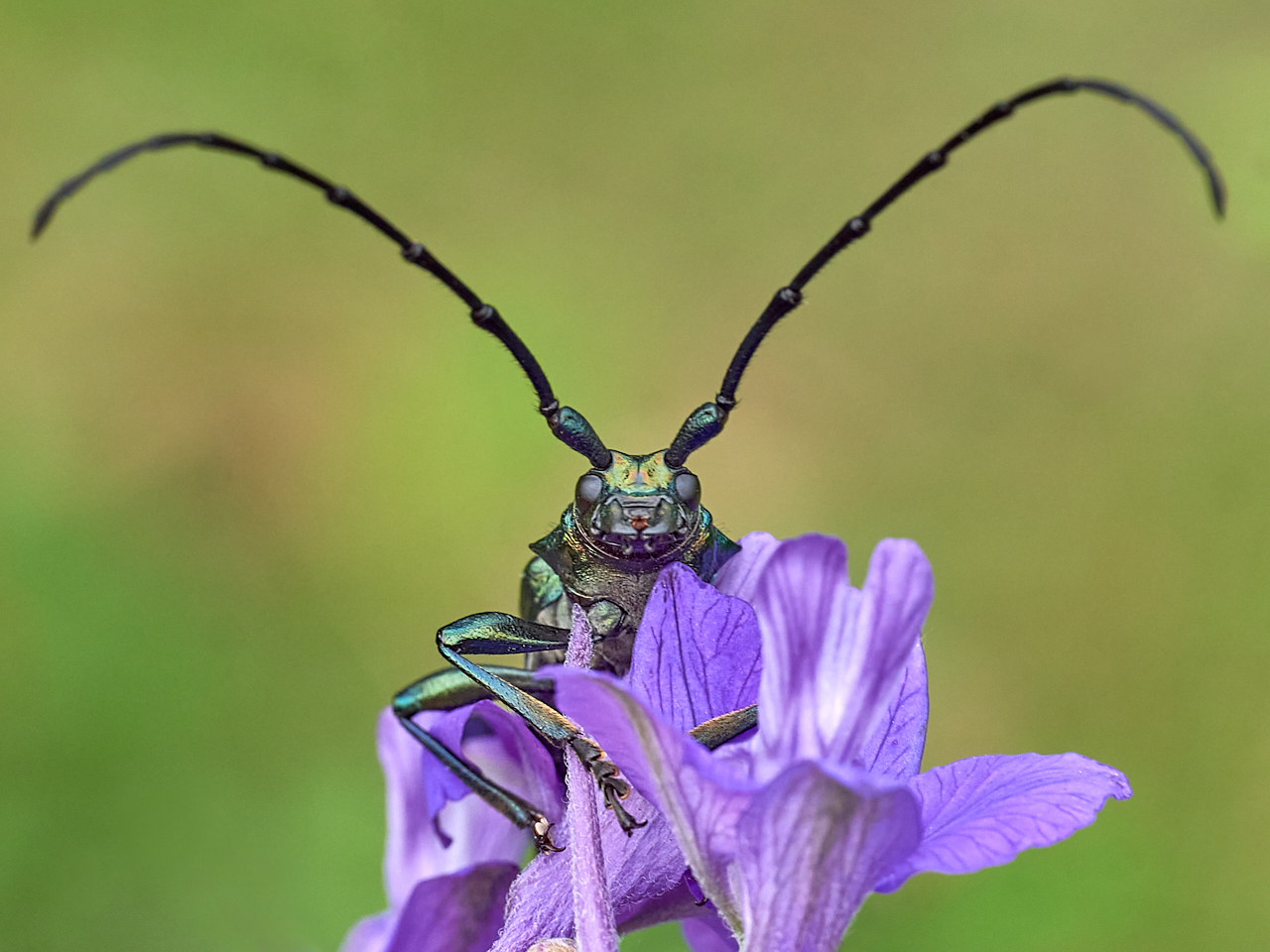 Moschusbock