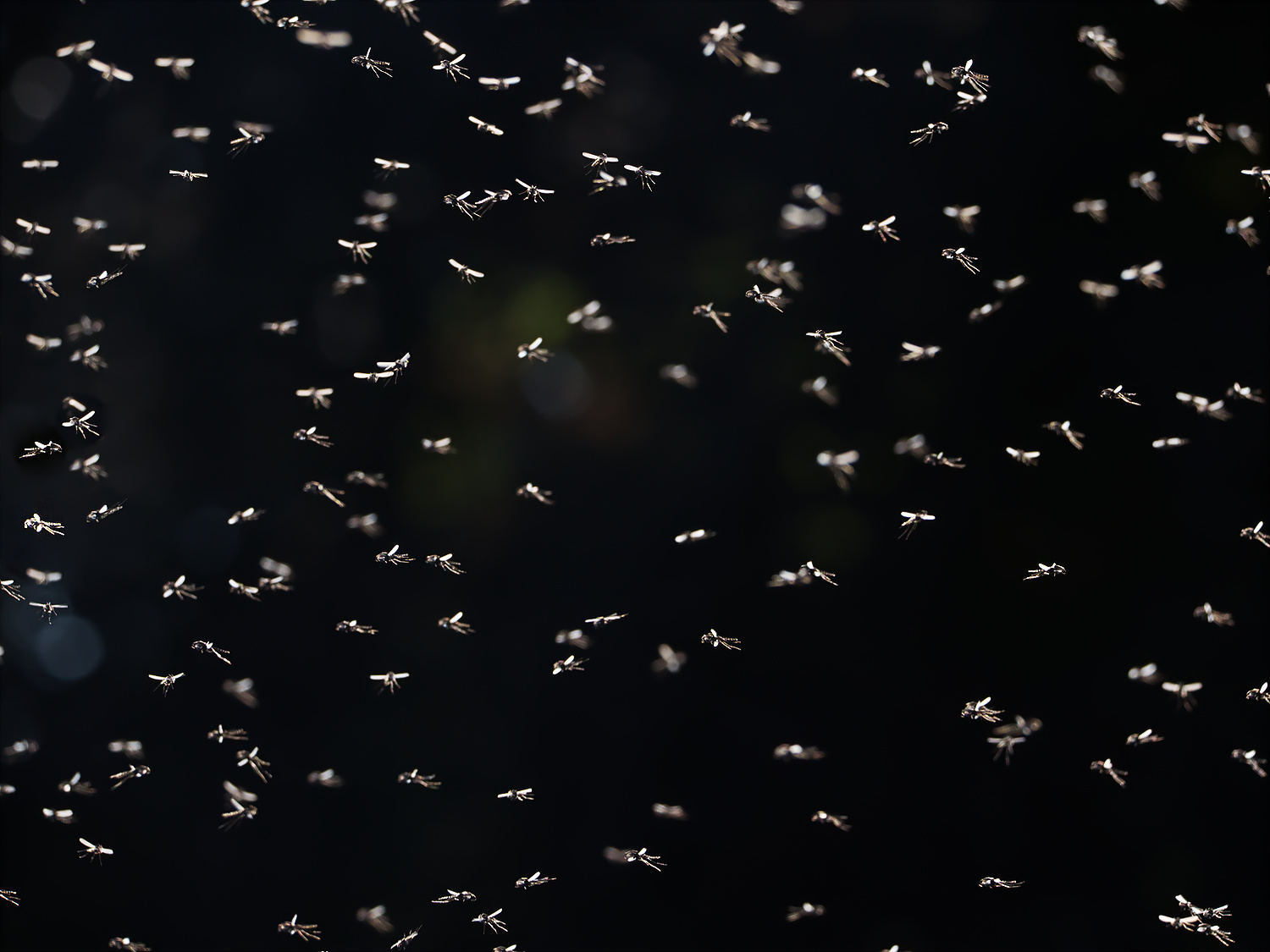 Mosquitos
