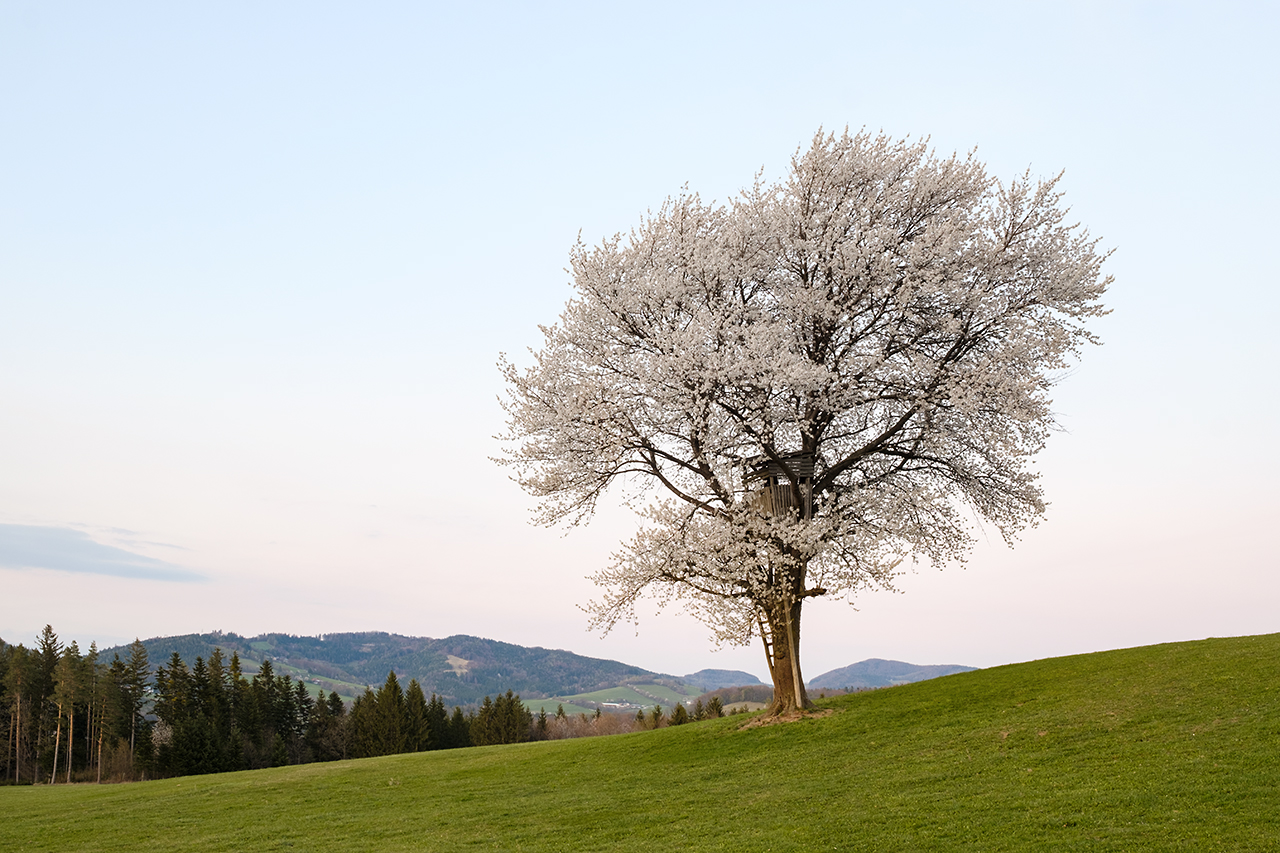 Mostblüte