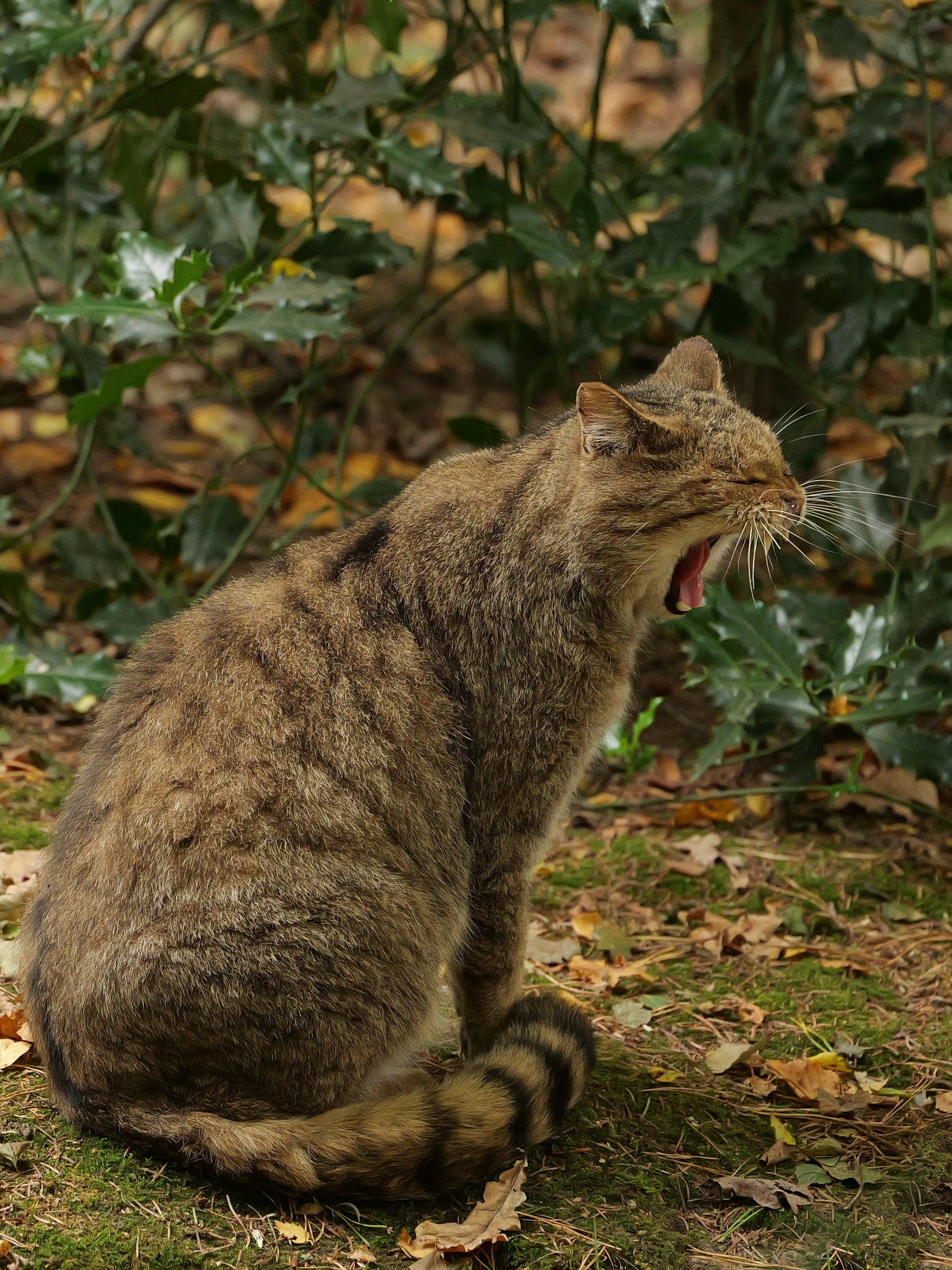 Müde Katze.