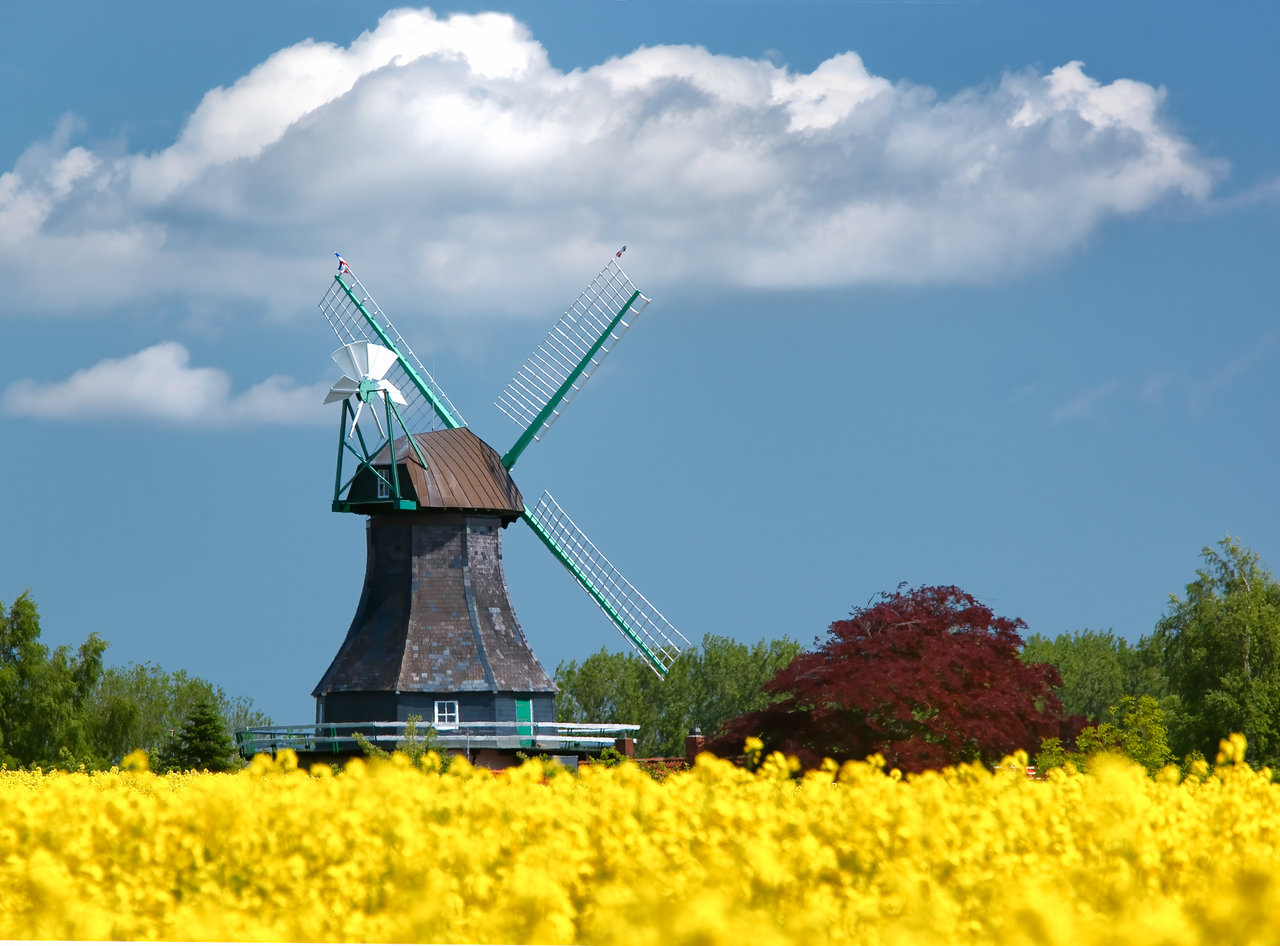 Mühle im Rapsfeld