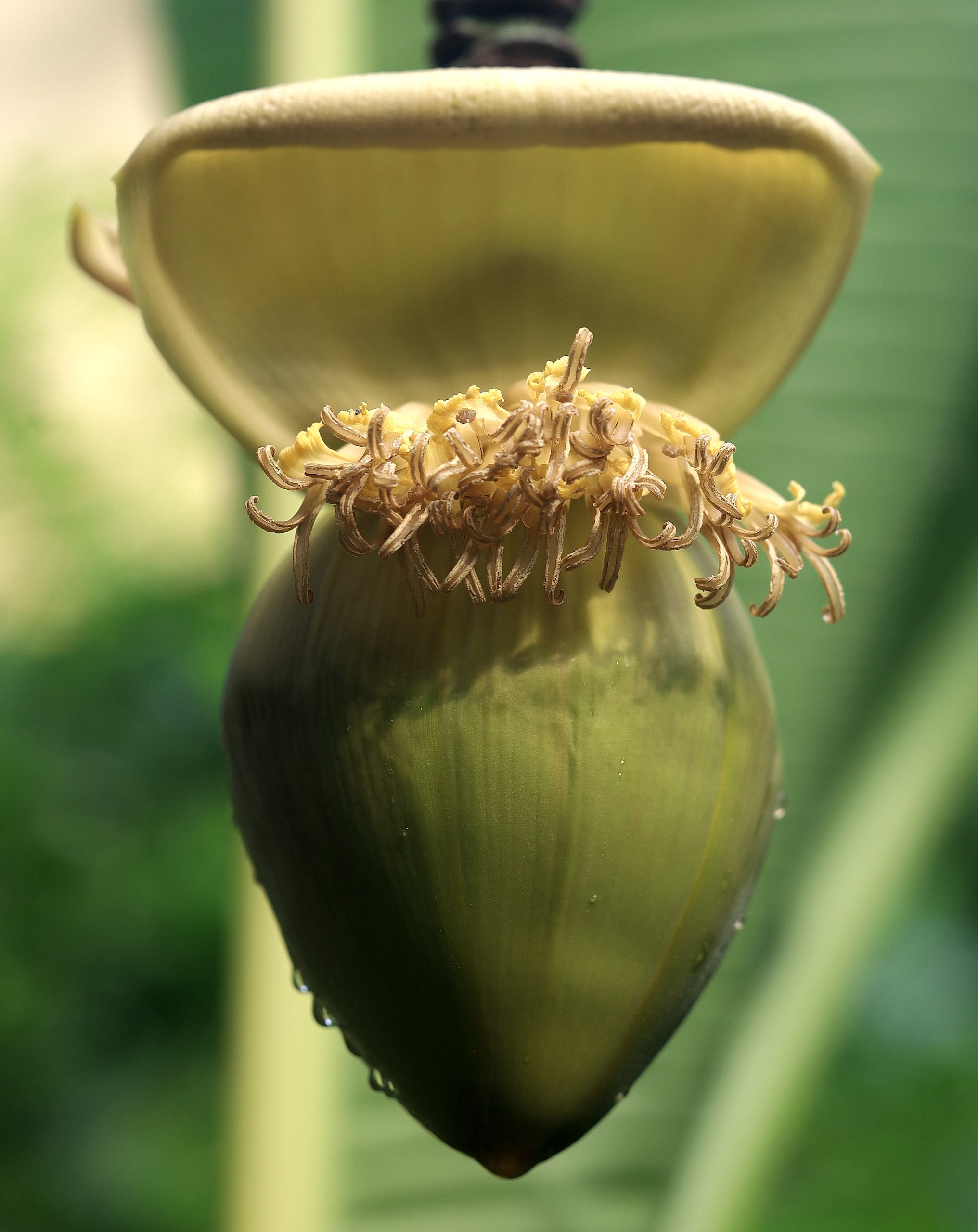 Musa basjoo
