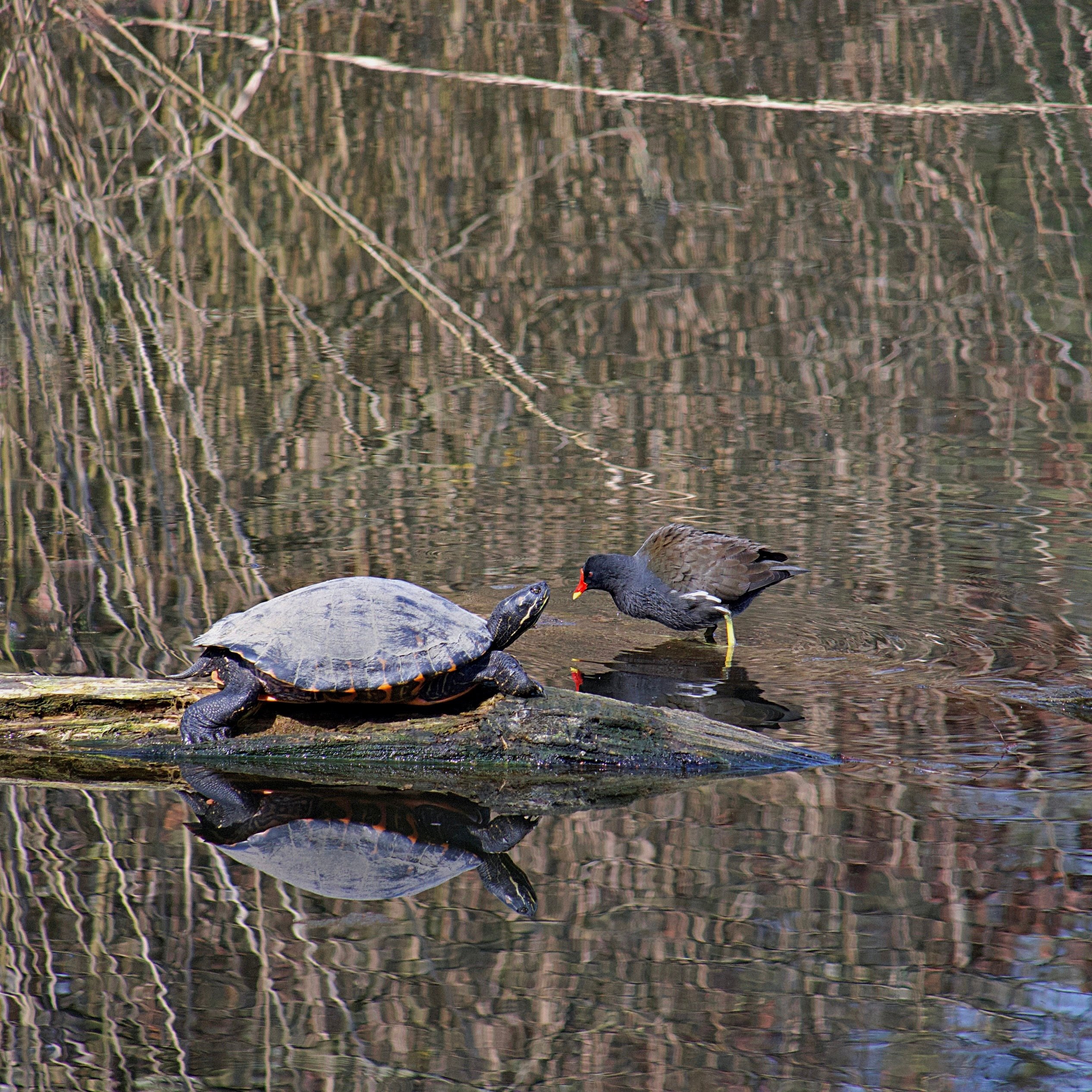 ... 'Na, du auch hier?'