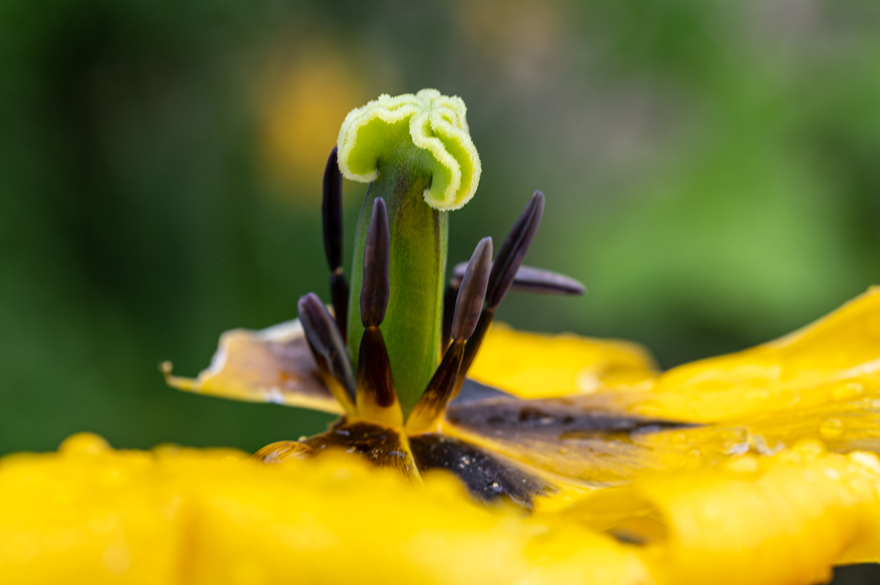 Nach dem Regen