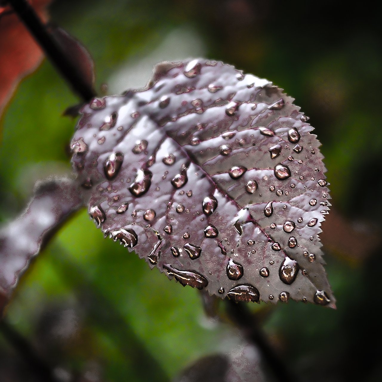 Nach dem Regen
