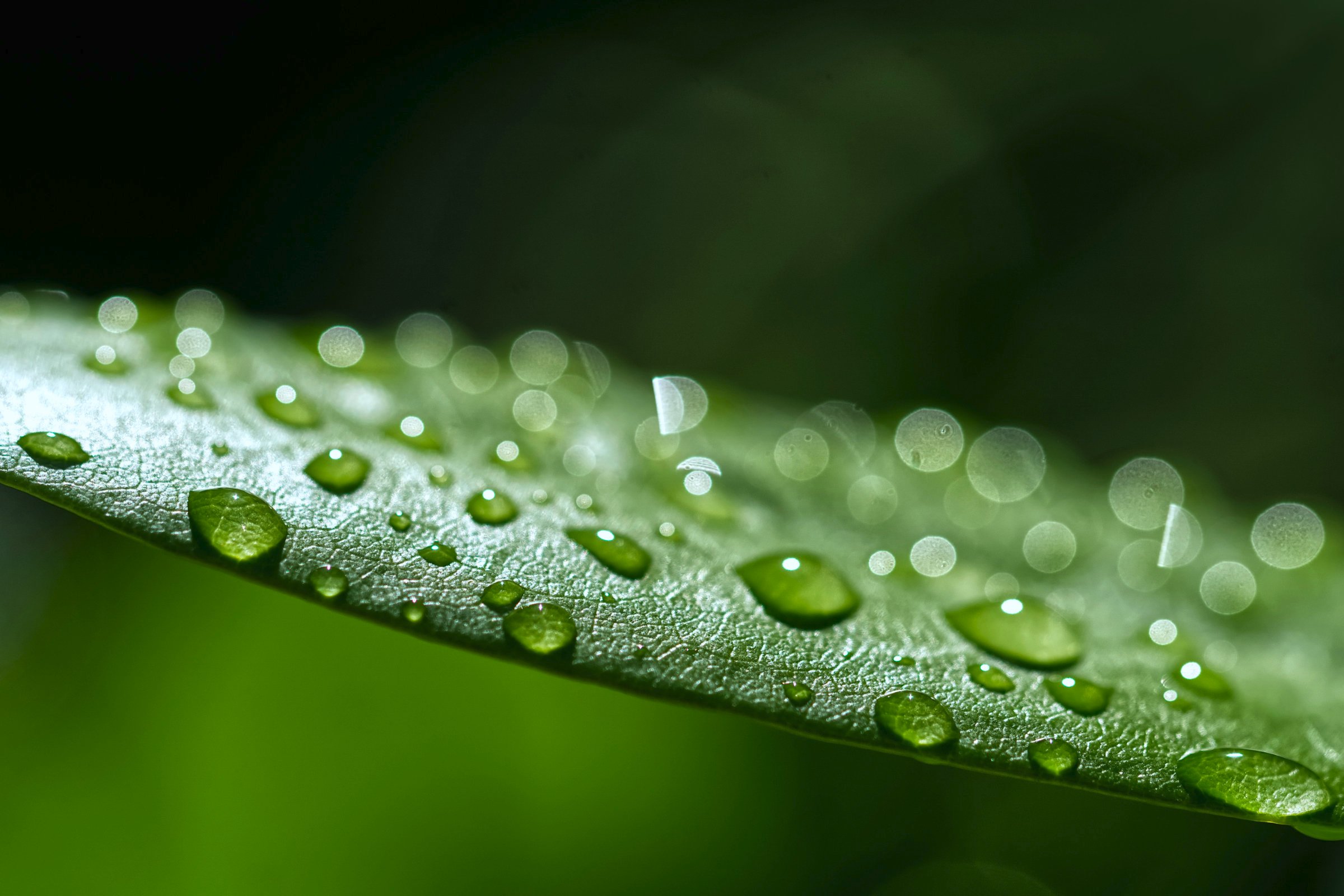 nach dem Regen