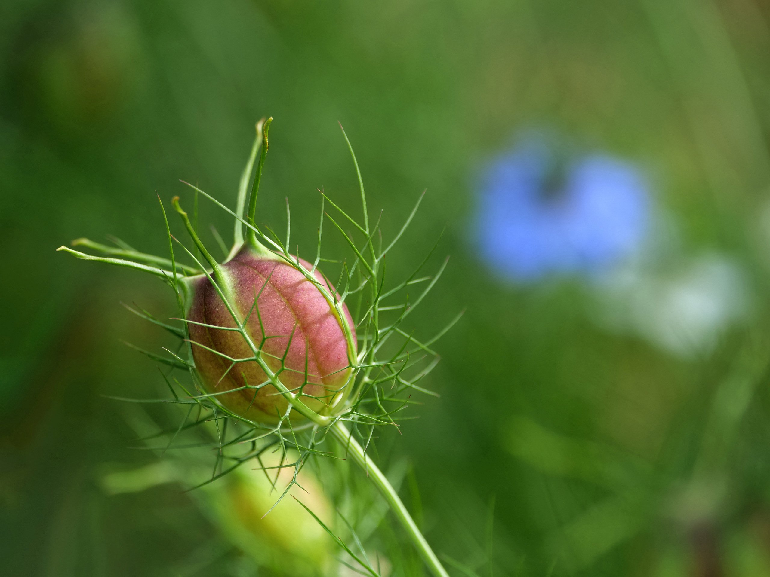 Nach der Blüte
