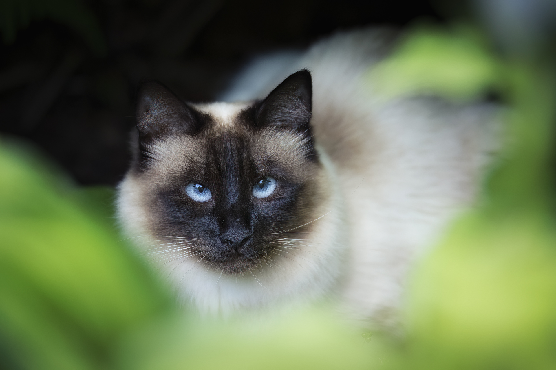 Nachbars Katze