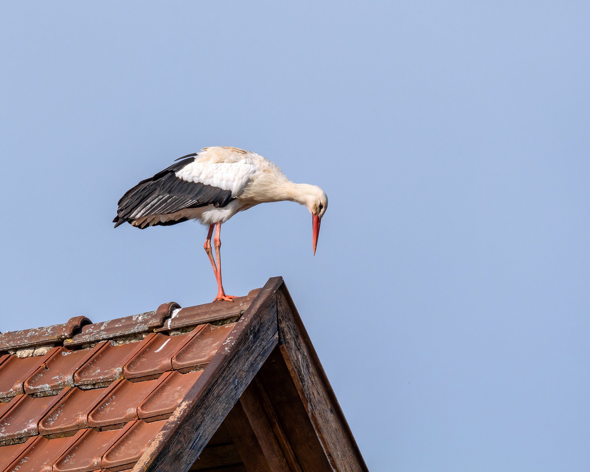"Nachwuchs abgeliefert"