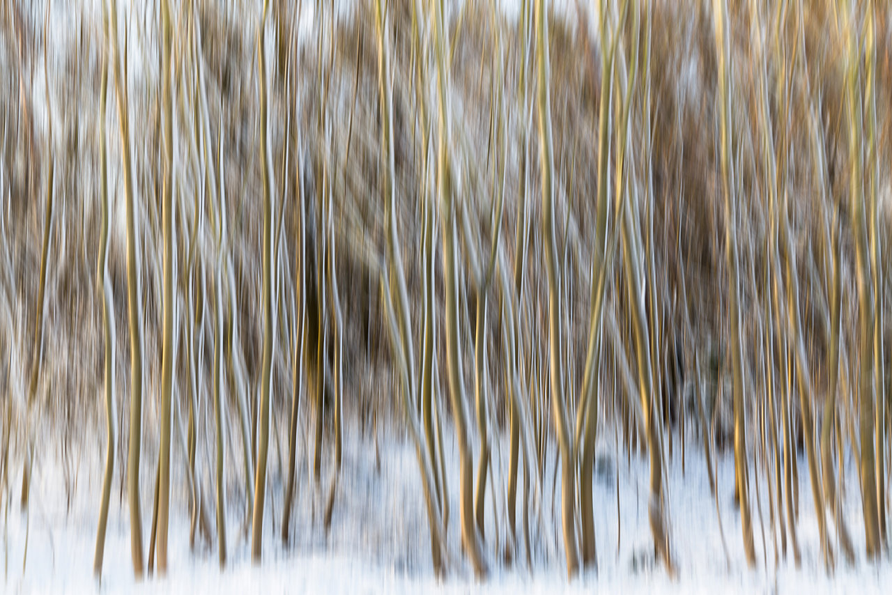 Nachwuchs im Schnee