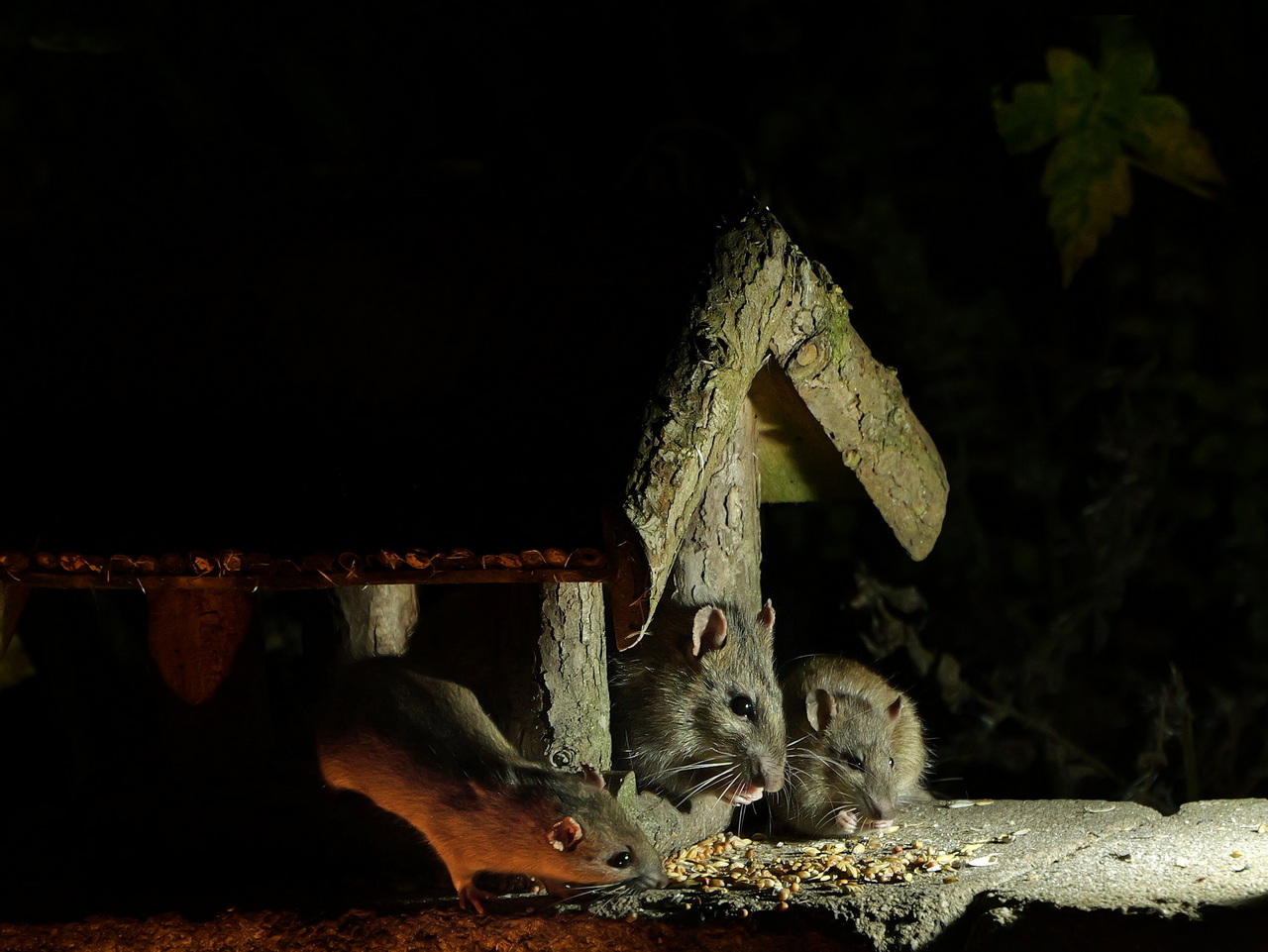 nächtlicher Besuch