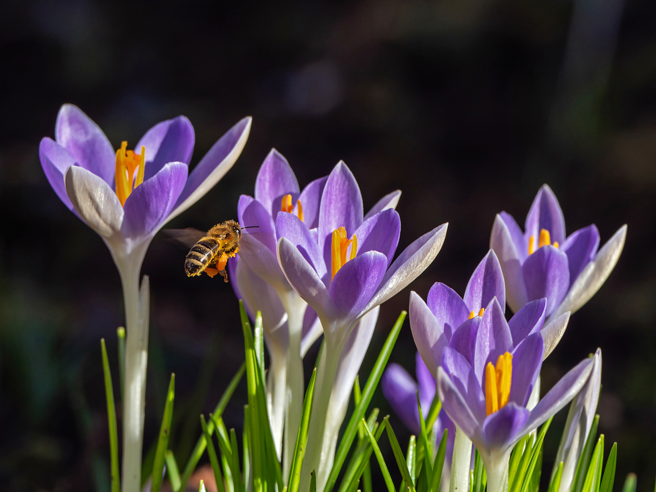 Naher Frühling