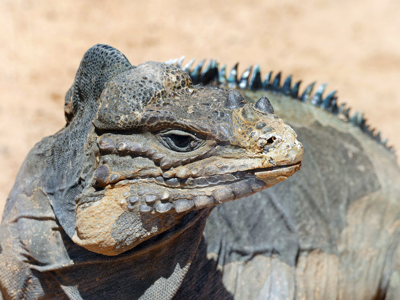 Nashornleguan