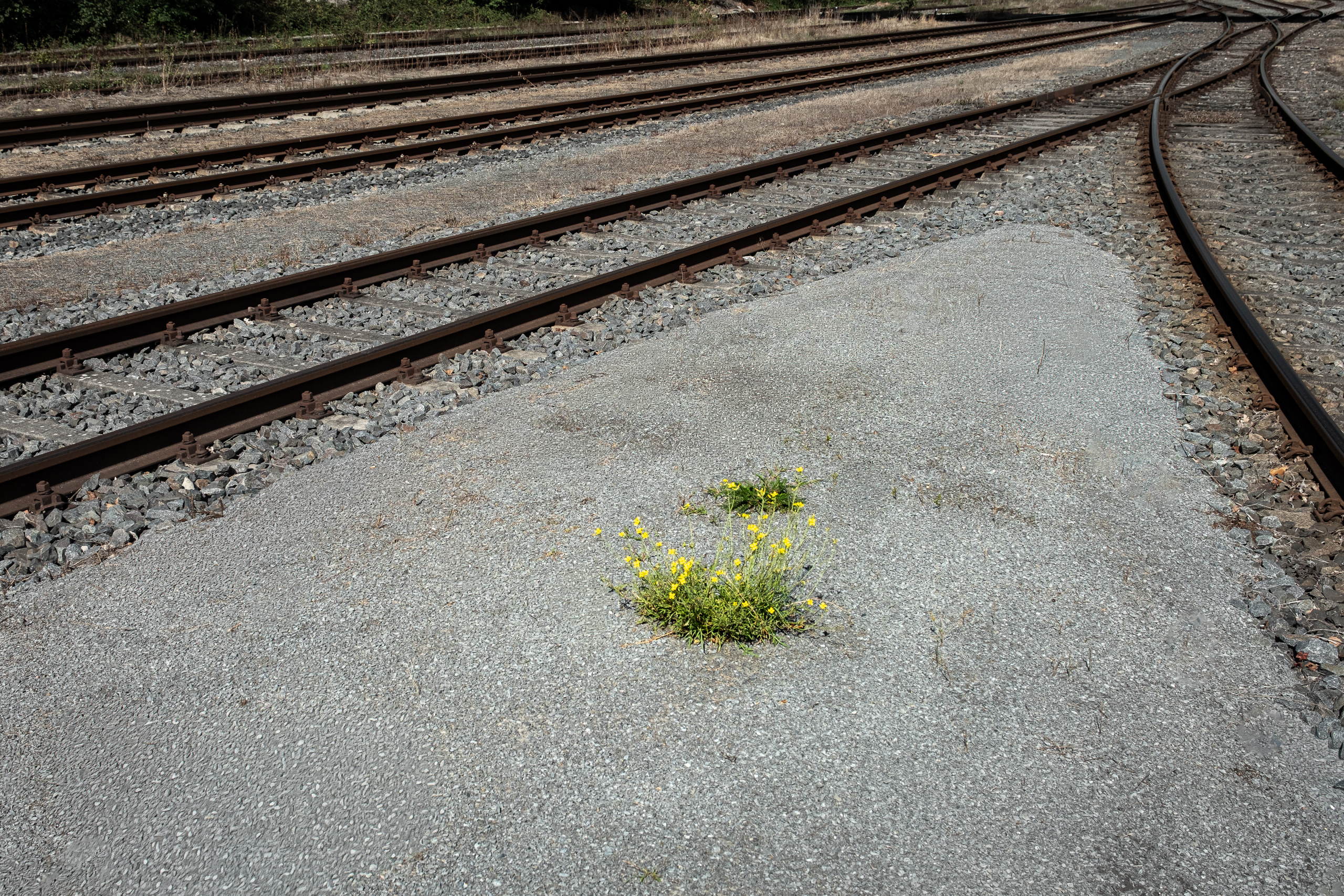 Natur im Gleisdreieck