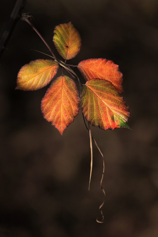 Natur im Licht 2