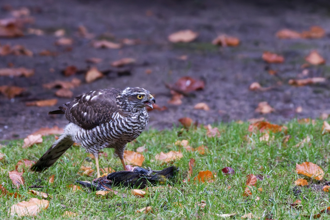 Natur pur 1  (Sperber)