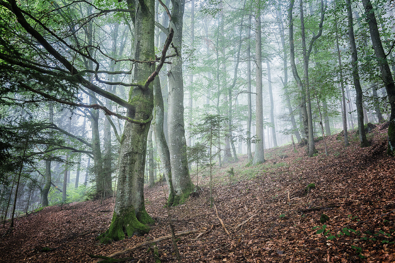 Nebel im Buchenwald