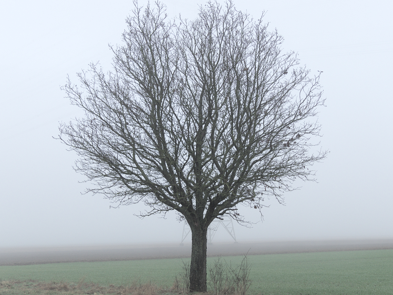 Nebel im Ried I