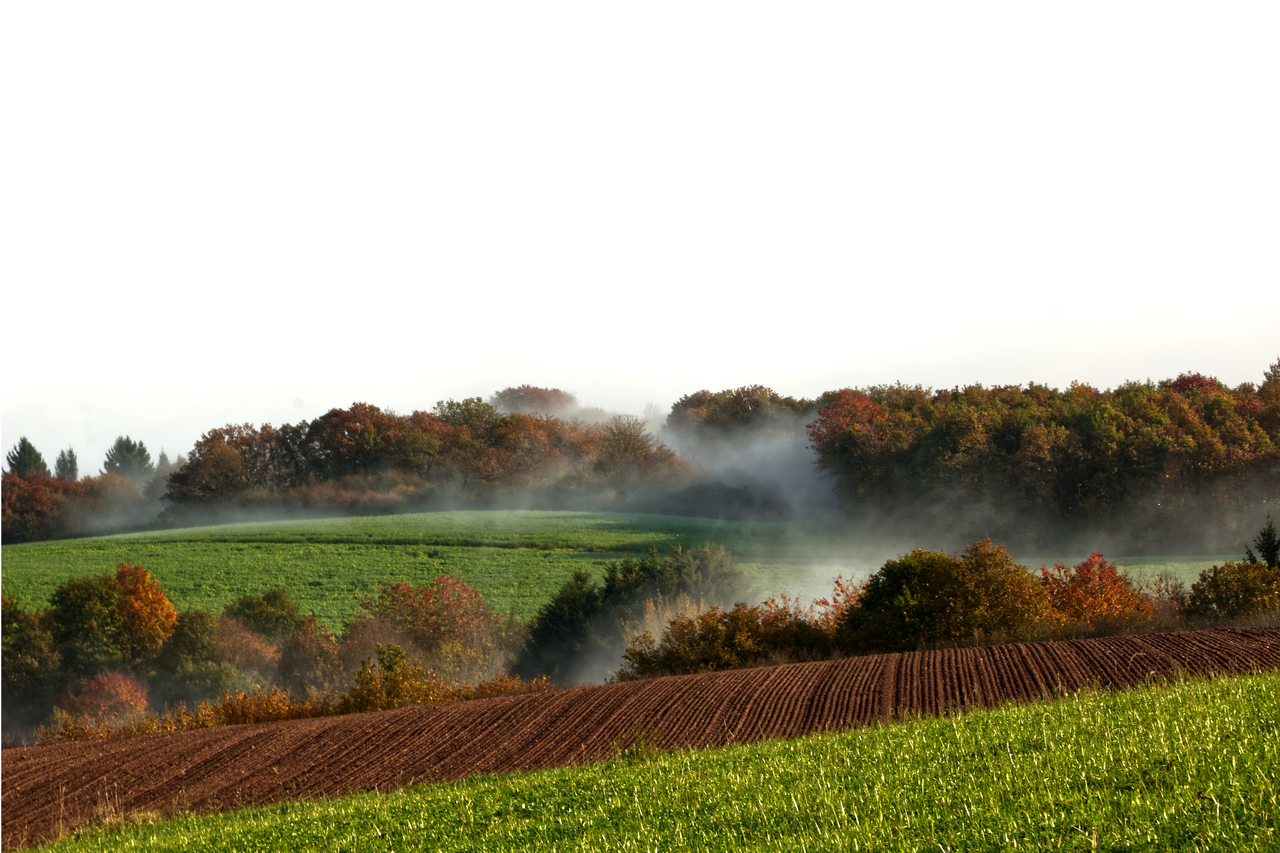 Nebel über den Feldern
