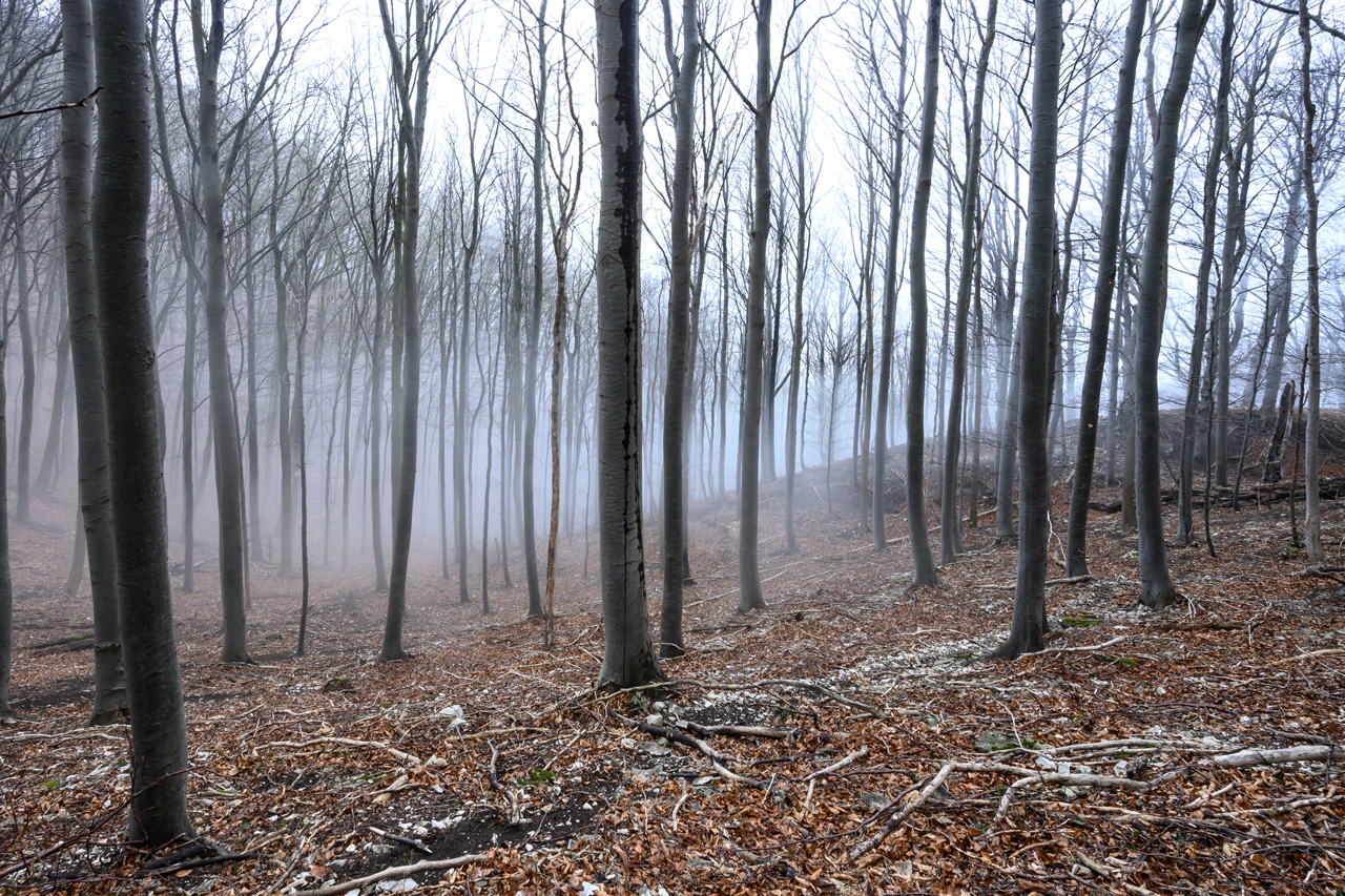 Nebel zieht hoch