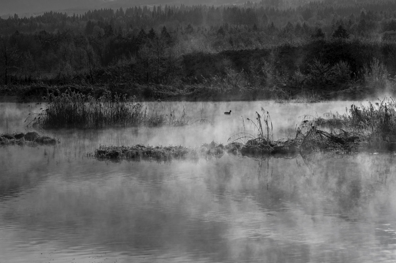 Nebel